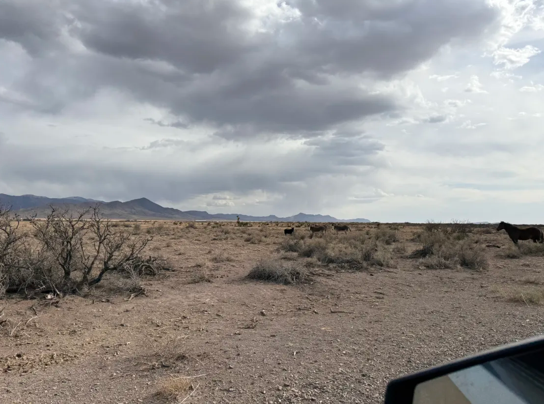 CRWV Analysis, Elon's Potential Return to TSLA, Tariff Fears, And Much More